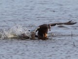 jan 147  Cape shovelers fighting : jan